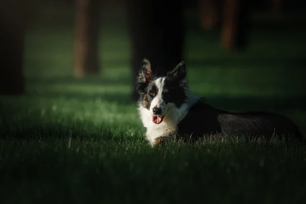 Border Collie raça cão ao ar livre. Verão — Fotografia de Stock