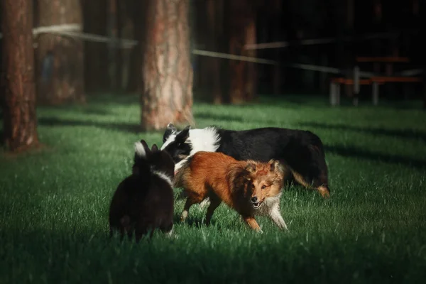 Grupo de perros jugando en el parque . — Foto de Stock