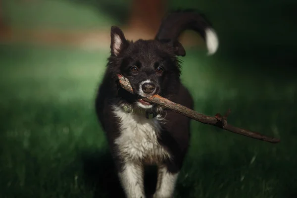 Border collie cane cucciolo — Foto Stock