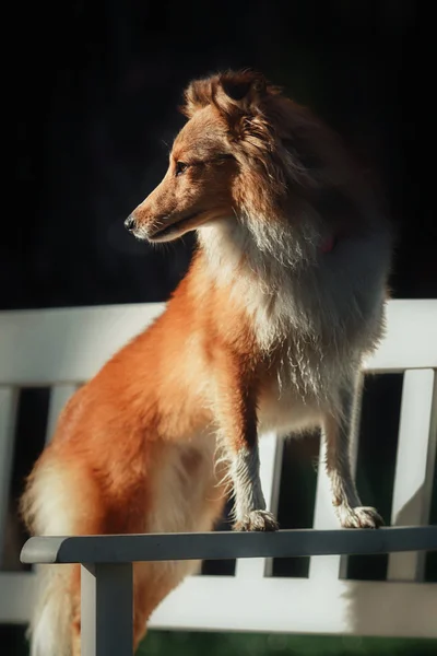 Sheltie cão pastor — Fotografia de Stock