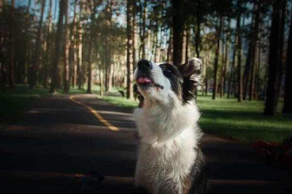 Border collie pies odkryty — Zdjęcie stockowe