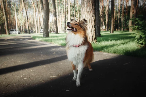 Sheltie shepherd dog — Stock Photo, Image