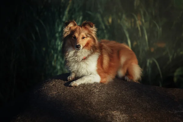 Sheltie cão pastor — Fotografia de Stock