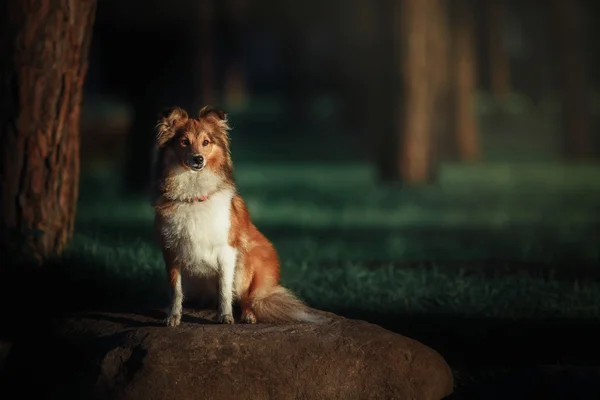 Sheltie cão pastor — Fotografia de Stock