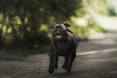 Siyah Pug köpek yavrusu