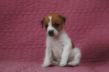 Papaz Russell Terrier köpeği.