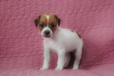 Papaz Russell Terrier köpeği.