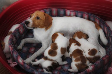 Parson russell terrier yavruları