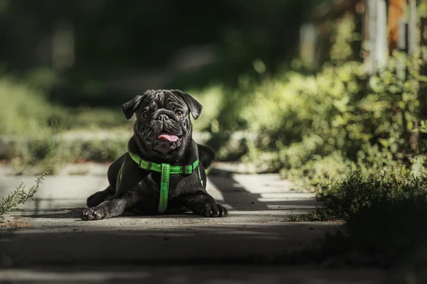 Svart hund-valp – stockfoto