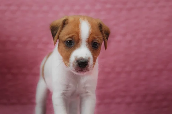 Parson Russell Terrier cucciolo — Foto Stock