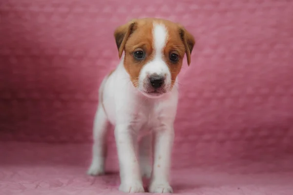 Parson Russell Terrier cucciolo — Foto Stock