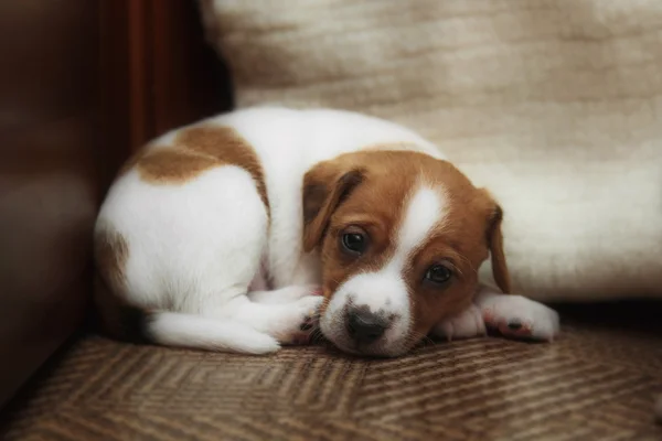 Parson Russell Terrier puppy — Stock Photo, Image