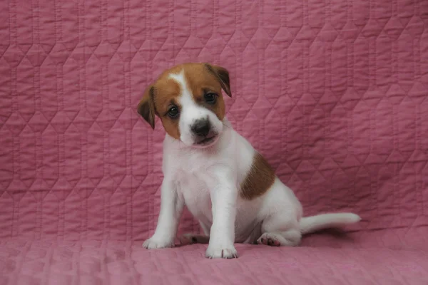 Lelkész Russel terrier kiskutya — Stock Fotó