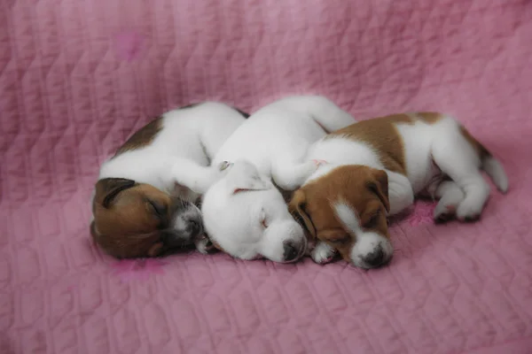 Parson Russell Terrier puppies — Stock Photo, Image