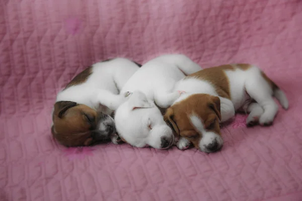 Parson Russell Terrier puppies — Zdjęcie stockowe