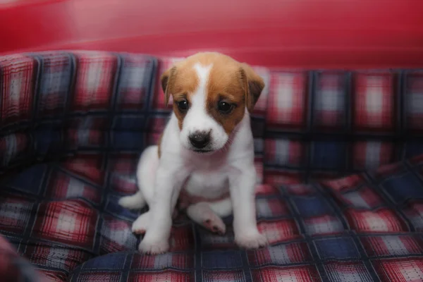 Cãozinho Parson Russell Terrier — Fotografia de Stock