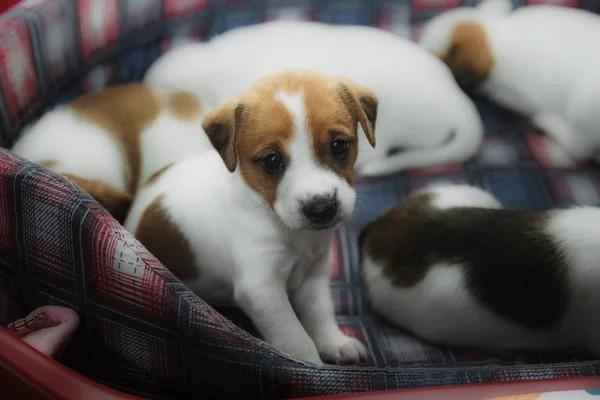 パーソン ラッセル テリアの子犬 — ストック写真