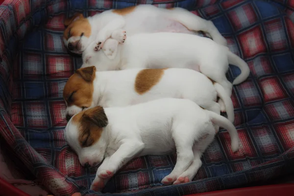 Parson Russell Terrier puppies — Zdjęcie stockowe