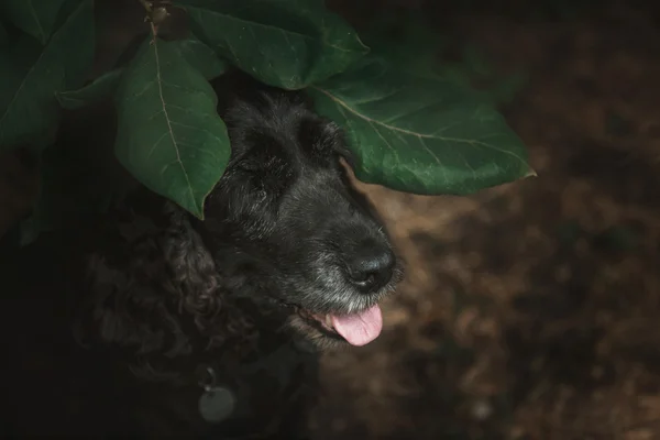 Spaniel dog under leaves — Stock Photo, Image