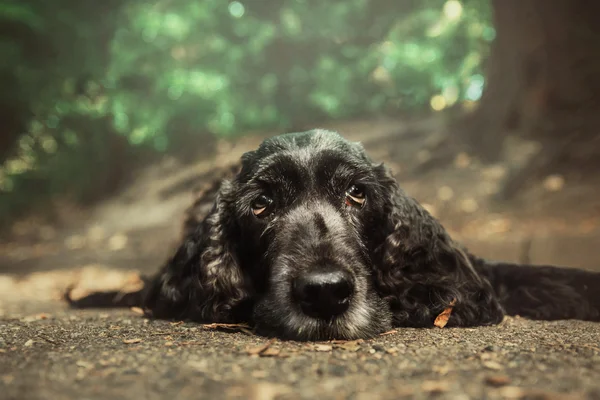 Cane spaniel nero — Foto Stock