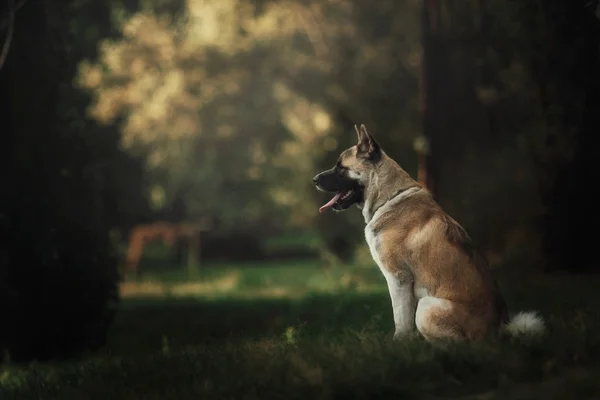 American akita câine la apus de soare — Fotografie, imagine de stoc
