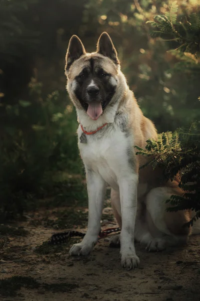 Американських Акіта собака на заході сонця — стокове фото