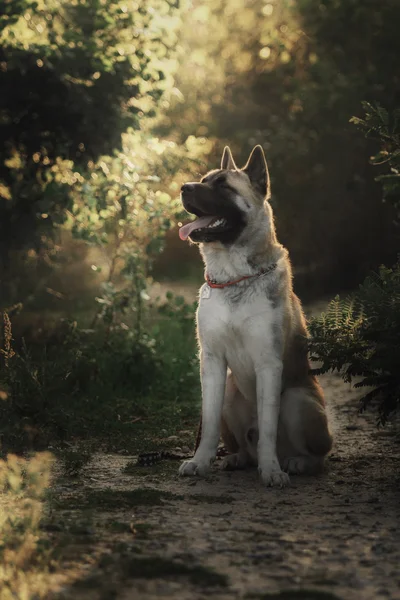 Amerikanischer Akita Hund bei Sonnenuntergang — Stockfoto