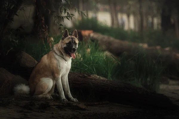 Американская акита-собака на закате — стоковое фото