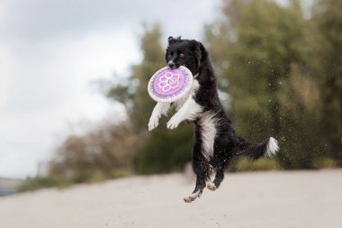 Siyah ve beyaz köpek diske atlıyor