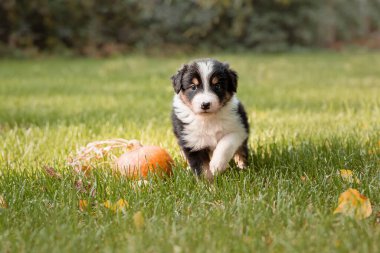 Border Collie doğasında var.