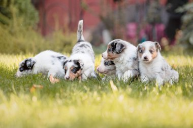 Border Collie doğasında var.
