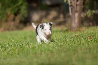 Border Collie doğasında var.