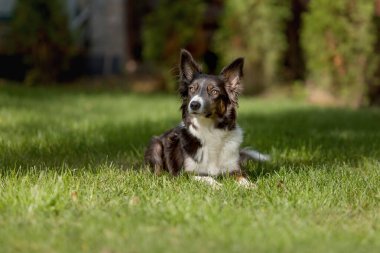 Dikkatli sınır köpeği çimlere uzanıyor.