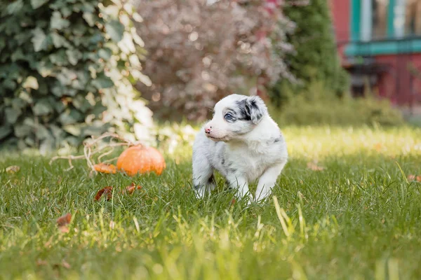 Border Collie Puppy Natuur — Stockfoto