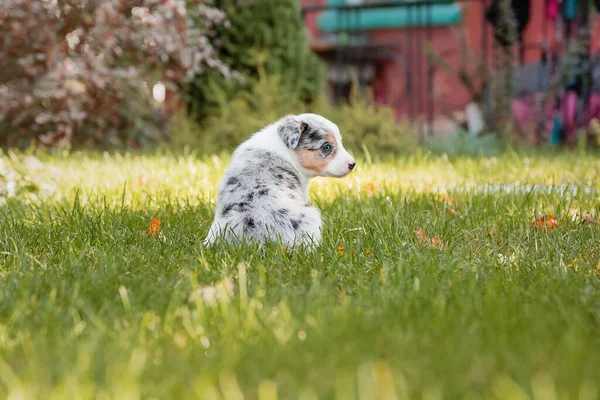 Fronteira Collie Cachorro Natureza — Fotografia de Stock