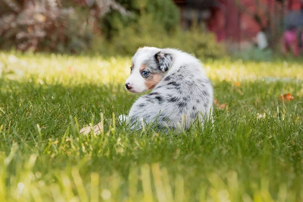Border Collie Puppy Nature — Stock Photo, Image