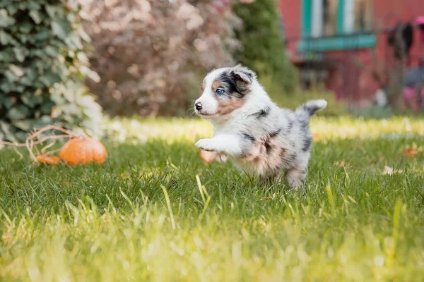 Fronteira Collie Cachorro Natureza — Fotografia de Stock