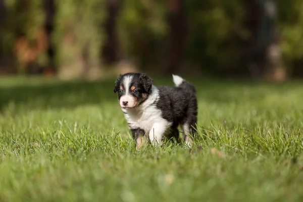 Frontera Collie Cachorro Naturaleza — Foto de Stock