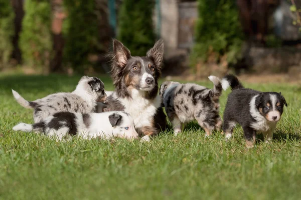 Leuke Border Collies Hond Familie — Stockfoto