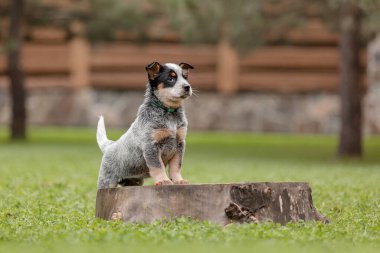 Avustralya sığır köpek yavrusu dışarıda. Yavrular arka bahçede.