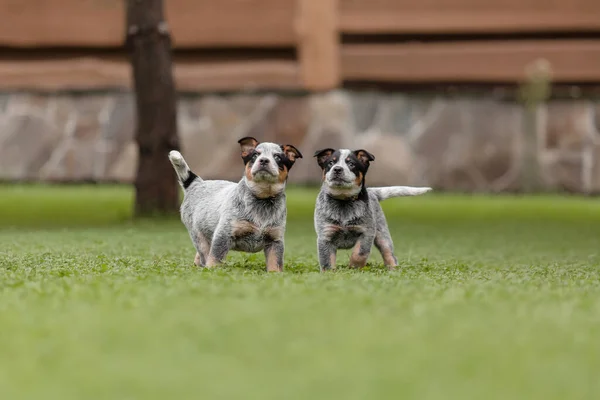 Bovini Australiani Cane Cucciolo All Aperto Cuccioli Giardino — Foto Stock
