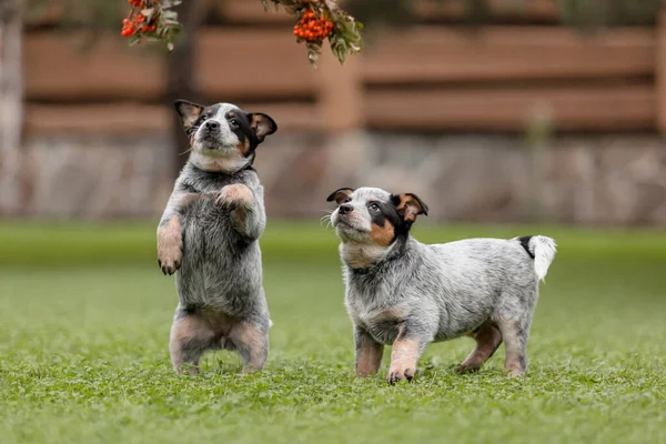 Avustralya sığır köpek yavrusu dışarıda. Yavrular arka bahçede.