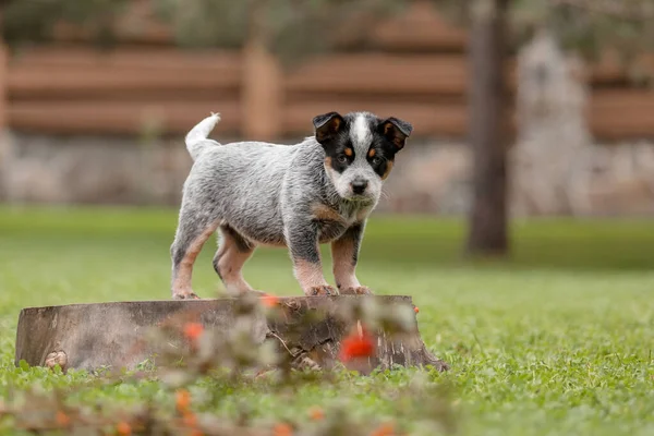 Australiska Nötkreatur Hund Valp Utomhus Valpar Bakgården — Stockfoto