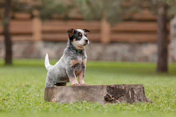 Avustralya sığır köpek yavrusu dışarıda. Yavrular arka bahçede.