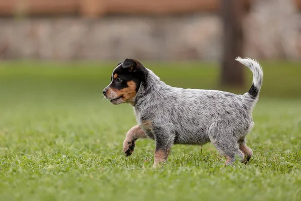 Bovini Australiani Cane Cucciolo All Aperto Cuccioli Giardino — Foto Stock