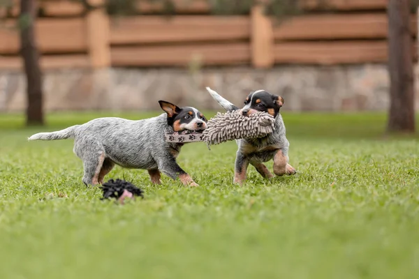 Australian cattle dog puppy outdoor. Puppies on the backyard