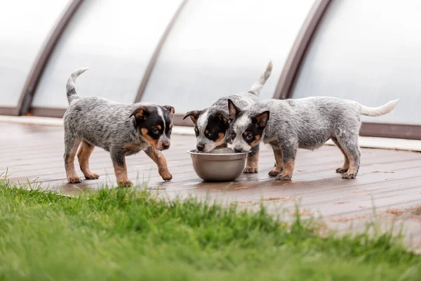 Australian cattle dog puppy outdoor. Puppies on the backyard