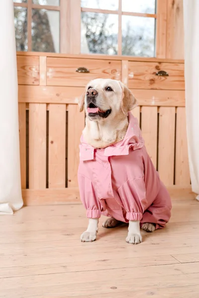 Hond Modieuze Kleren Gekleed Hondje Hondenkleren Huisdierbenodigdheden — Stockfoto
