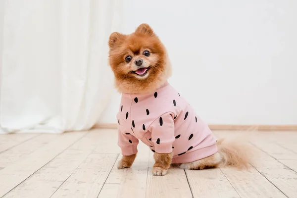 Dog Fashionable Clothes Dressed Dog Dog Clothes Pet Supplies — Stock Photo, Image