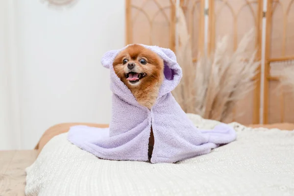 Σκύλος Μετά Μπάνιο Τυλιγμένος Πετσέτα — Φωτογραφία Αρχείου